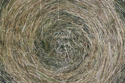 hay - texture