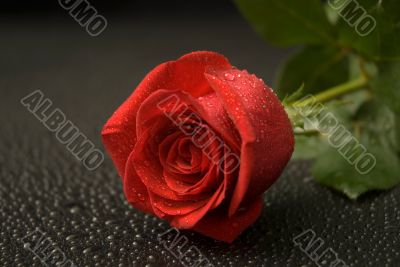 Wet Rose Series