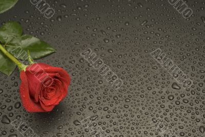 Wet Rose Series