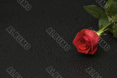 Wet Rose Series