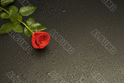 Wet Rose Series