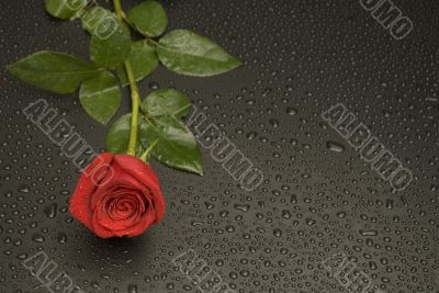 Wet Rose Series