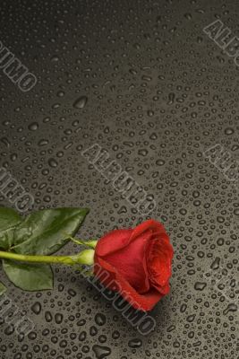 Wet Rose Series