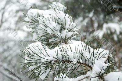 Snow Pine