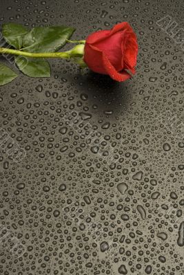 Wet Rose Series