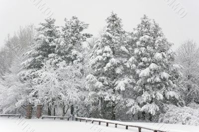 Fresh Snow at the Park