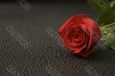 Wet Rose Series