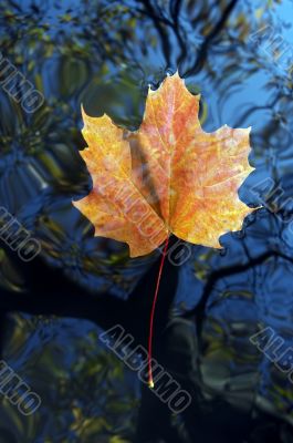 autumn leaf on the water