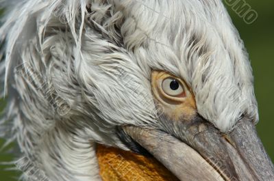 Dalmatian pelican