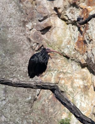 bald ibis