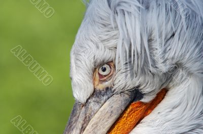 eye of pelican