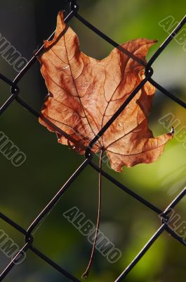 autumn leaf