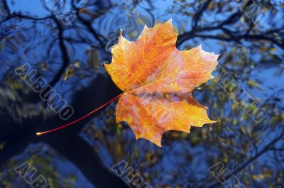 autumn leaf on the water