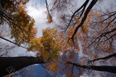 autumn trees