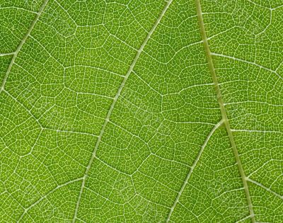 leaf of wine grape