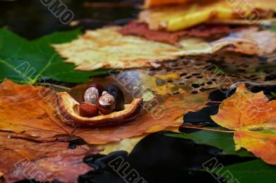 autumn boat