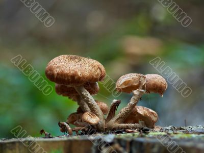 bootlace fungus