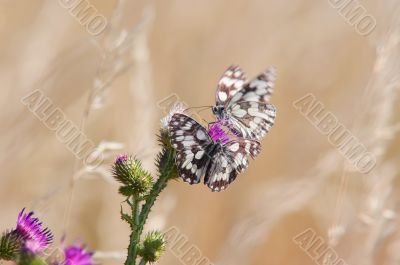 butterflies on the thistle