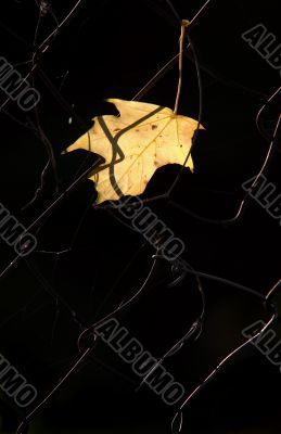 autumn leaf