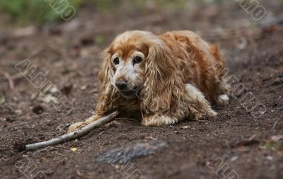 retriever