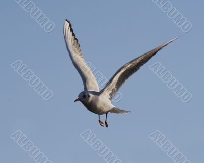 flying gull