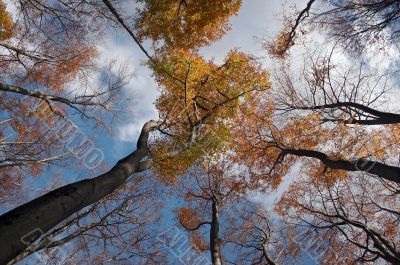 autumn trees