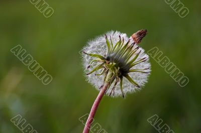 dandelion