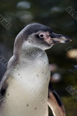 penguin