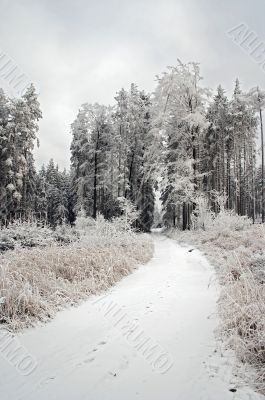 snowy forest