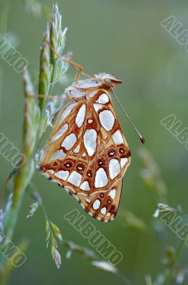 butterfly on the grass