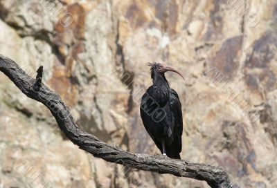 bald ibis