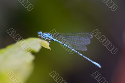 damsel-fly