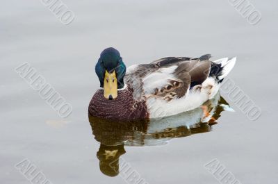 mallard