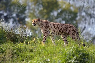 hunting leopard