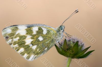 butterfly on the flower