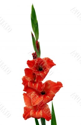 gladiolus