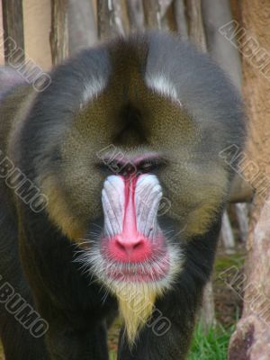 portrait of a mandrill