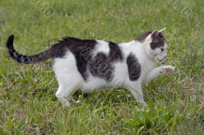 hunting cat