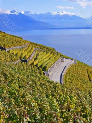 Vineyards of Lavaux, Switzerland