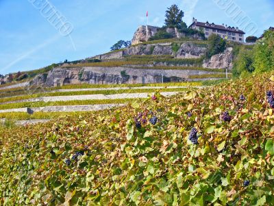 Vineyards of Lavaux, Switzerland