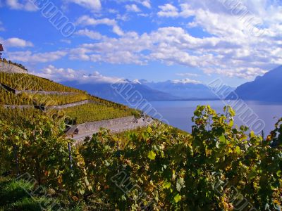 Vineyards of Lavaux, Switzerland