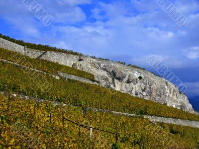 Vineyards of Lavaux, Switzerland