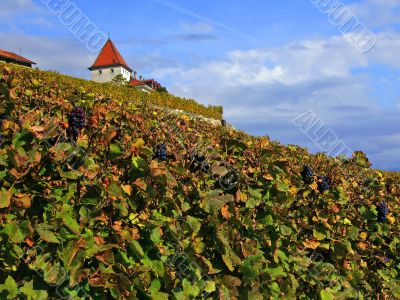 Vineyards of Lavaux, Switzerland