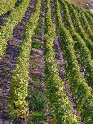 Vineyards of Lavaux, Switzerland