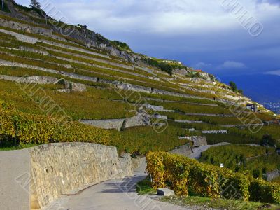 Vineyards of Lavaux, Switzerland