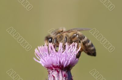 pollination