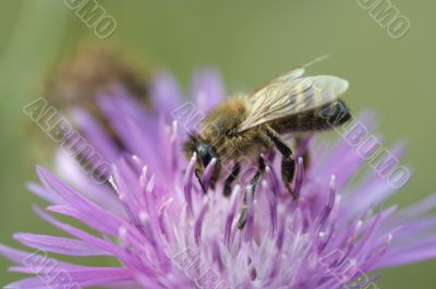 pollination