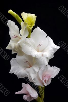 gladiolus