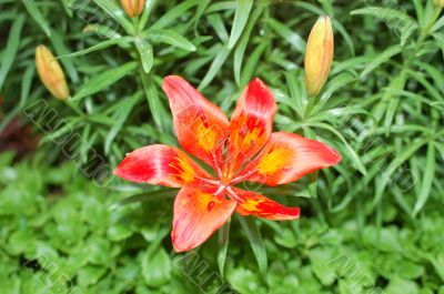 orange lily