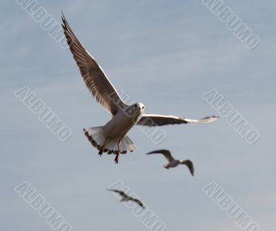 flying gull